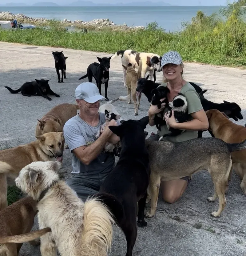 Volunteers feeding street dogs and puppies along the coast road of Koh Samui