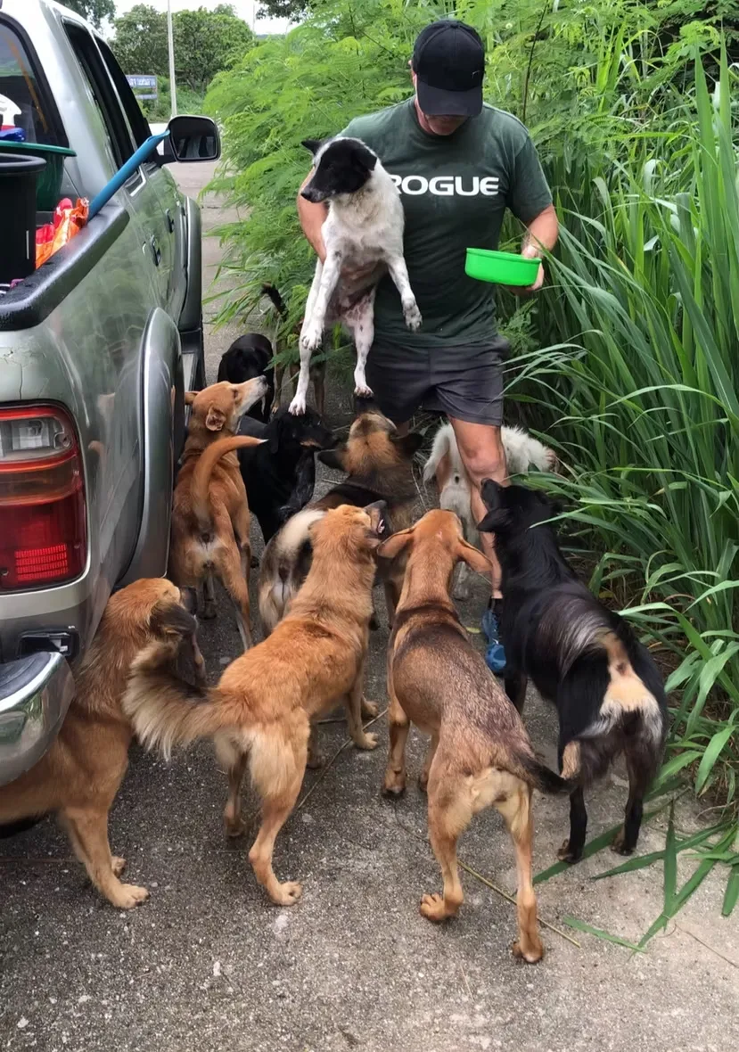 Voedronde vanaf de pick-up: een groep zwerfhonden krijgt eten op Koh Samui