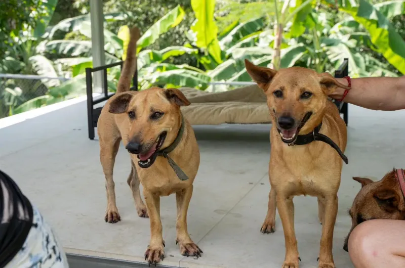 Two rescued dogs at The Haven shelter run by Samui Street Dogs