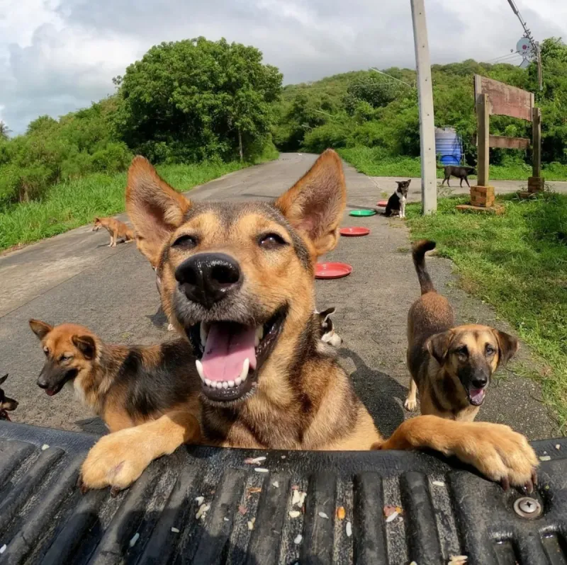 Happy street dog with its front paws on the tailgate of the Samui Street Dogs feeding truck