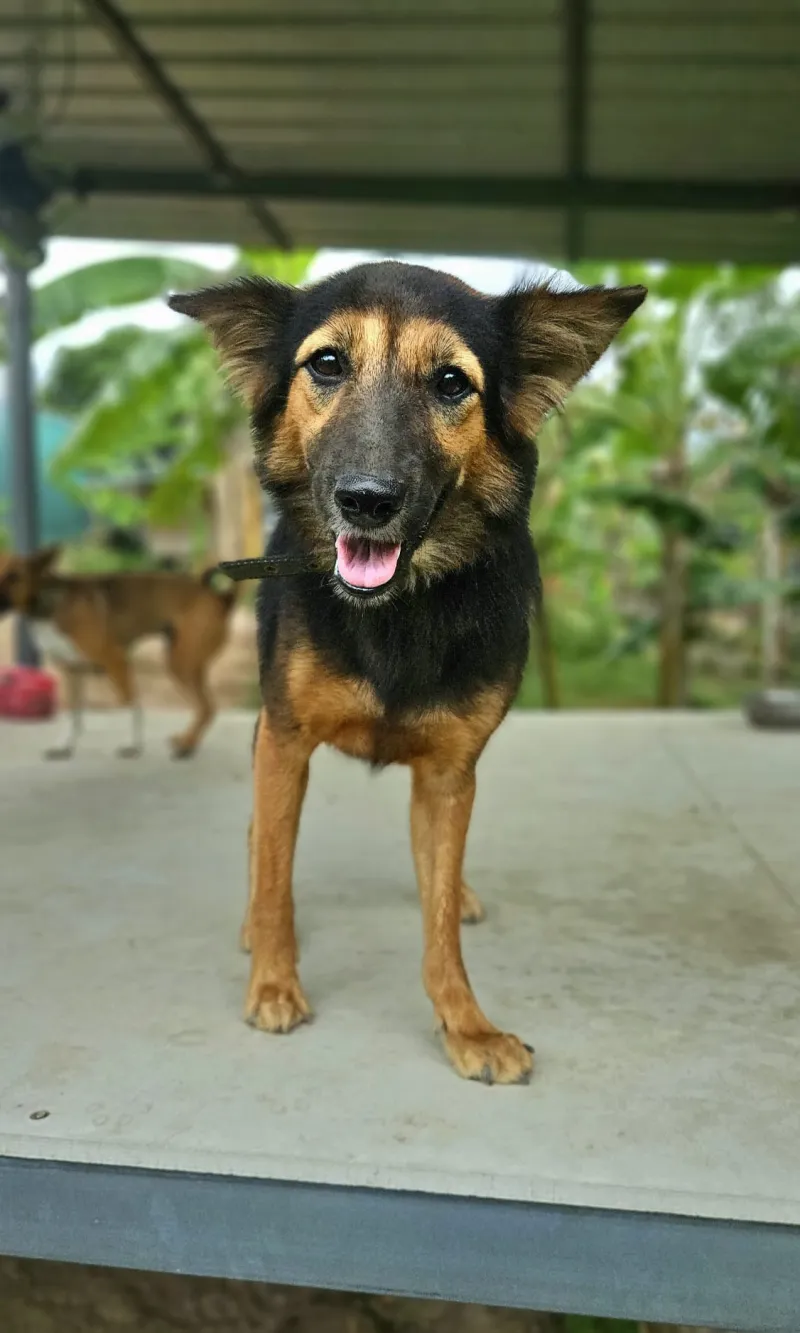 Vrolijke opvanghond van Samui Street Dogs kijkt in de camera