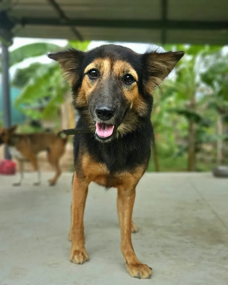 Vrolijke opvanghond van Samui Street Dogs kijkt in de camera